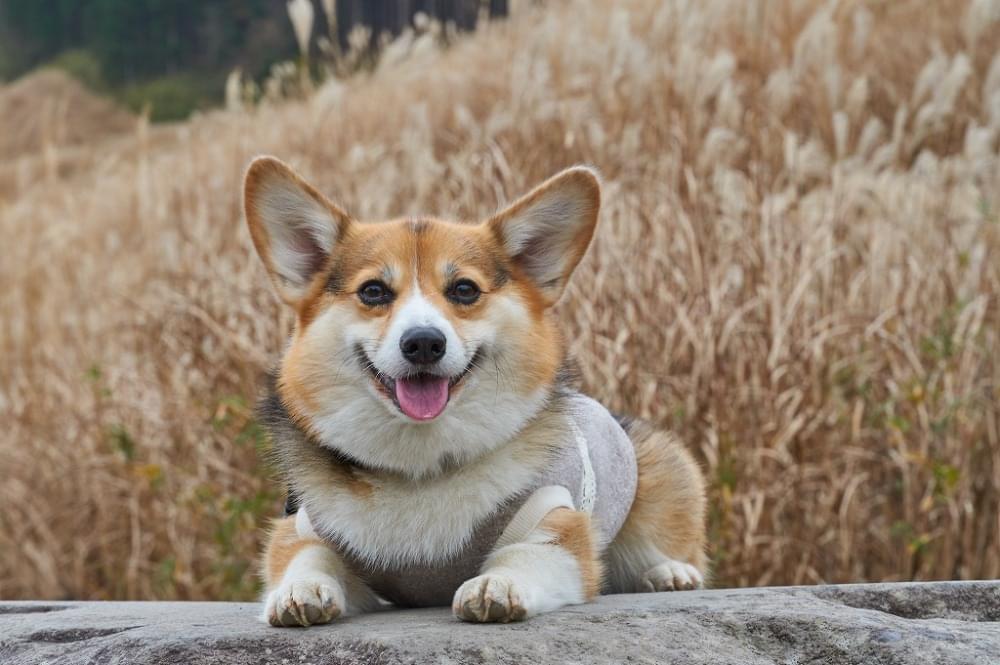 愛犬に合わせたカウンセリング